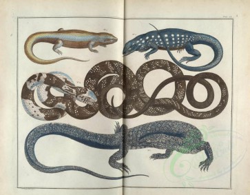 reptiles_and_amphibias-00485 - 105-lacertus, lacerta, serpens [7038x5493]