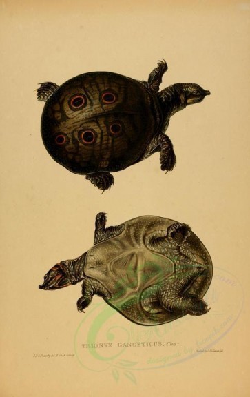 reptiles_and_amphibias-00555 - trionyx gangeticus [2610x4135]