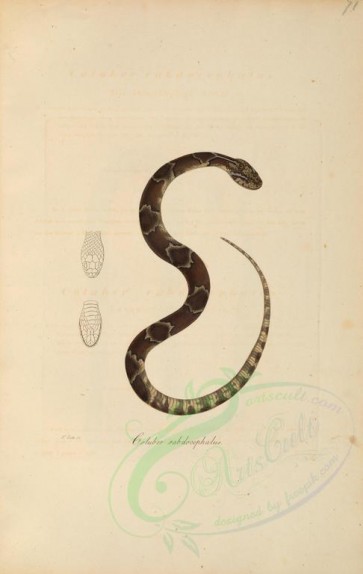 reptiles_and_amphibias-00608 - coluber rabdocephalus, 2 [4186x6607]