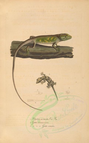 reptiles_and_amphibias-00627 - polychrus marmoratus, gekko incanescens, gekko armatus [4131x6606]