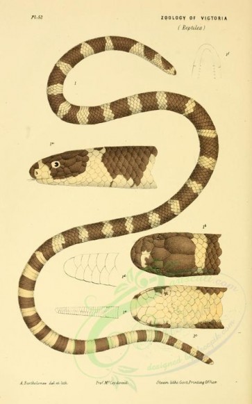 reptiles_and_amphibias-00643 - vermicella annulata, Black and White Ringed Snake [2390x3820]