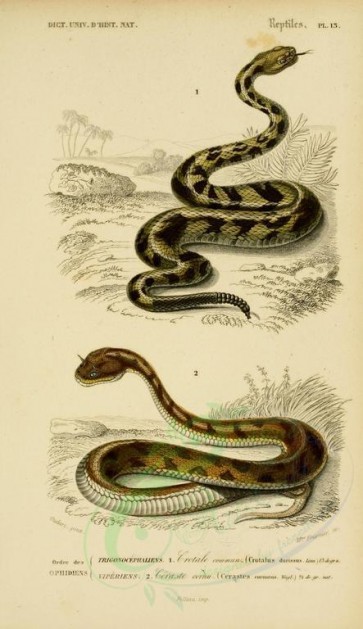 reptiles_and_amphibias-00673 - crotalus durissus, cerastes cornutus [2119x3673]