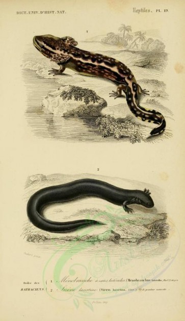 reptiles_and_amphibias-00681 - menobranchus lateralis, siren lacertina [2119x3673]