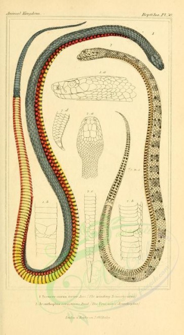reptiles_and_amphibias-00728 - Winding Trimeresurus, Venomous Acanthophis [1760x3200]