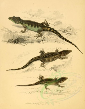 reptiles_and_amphibias-00780 - cordylus microlepidotus, 2 [2609x3333]