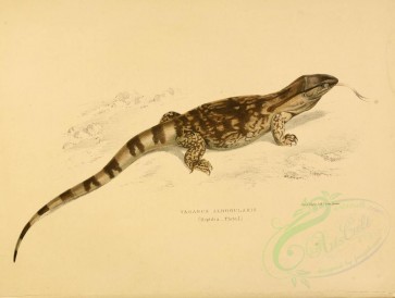 reptiles_and_amphibias-00806 - varanus albogularis [3326x2507]