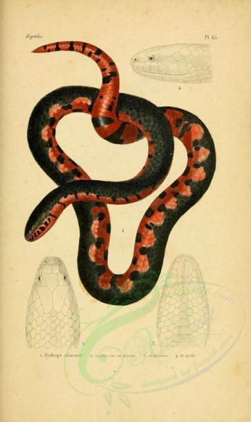 reptiles_and_amphibias-00856 - Snake, 3 [2098x3513]