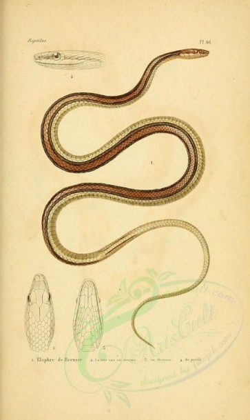 reptiles_and_amphibias-00878 - Snake, 25 [2098x3513]