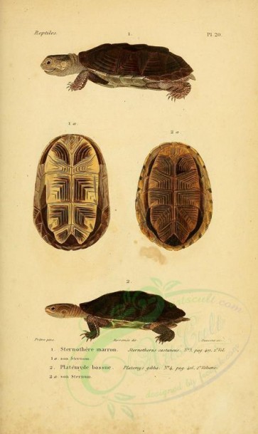 reptiles_and_amphibias-00913 - Turtle, 12 [2098x3513]