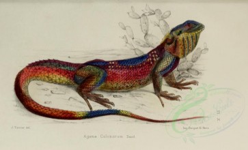 reptiles_and_amphibias-01225 - agama colonorum [3214x1946]