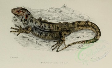 reptiles_and_amphibias-01241 - macroscincus cocteaui [3214x1946]