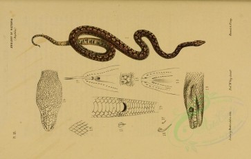 reptiles_and_amphibias-01309 - morelia variegata, Carpet Snake [2877x1822]