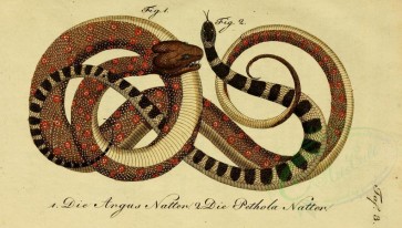 reptiles_and_amphibias-01371 - coluber argus, natrix argus, coluber petola, coluber scutis, coronella petola [3502x1984]