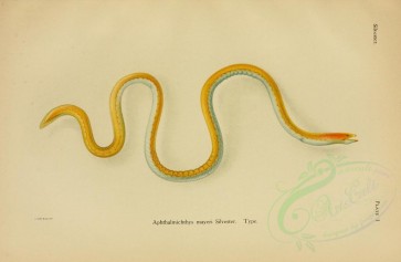 reptiles_and_amphibias-01643 - aphthalmichthys mayeri [3758x2453]