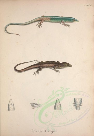 reptiles_and_amphibias-01715 - scincus smaragd [3757x5404]