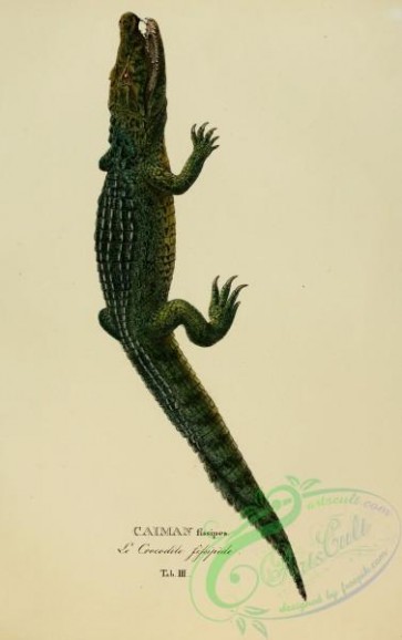 reptiles_and_amphibias-01860 - caiman fissipes
