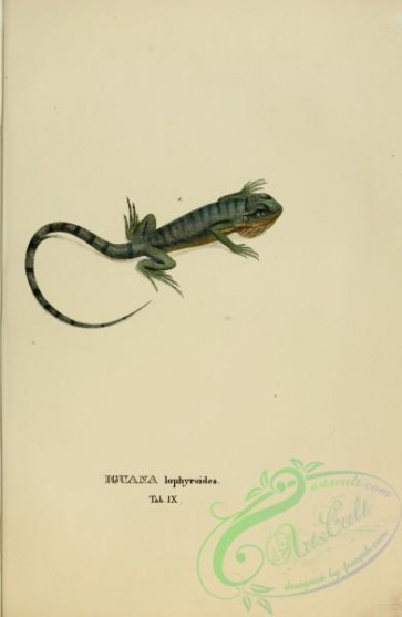 reptiles_and_amphibias-01868 - iguana lophyroides