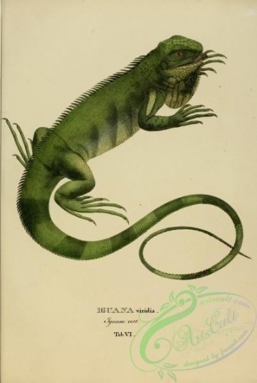 reptiles_and_amphibias-01870 - iguana viridis
