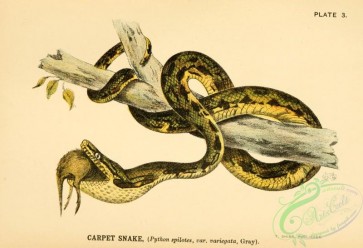 reptiles_and_amphibias-01893 - Carpet Snake, python spilotes variegata