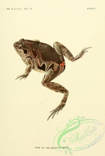 reptiles_and_amphibias-01908 - calliglutus smithi
