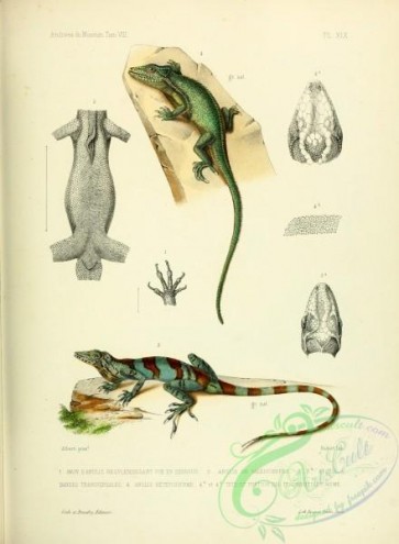 reptiles_and_amphibias-01914 - Iguana