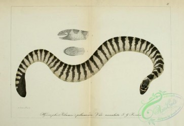 reptiles_and_amphibias-01952 - hydrophis (pelamis) pelamoides annulata