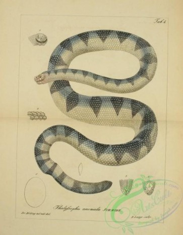 reptiles_and_amphibias-01959 - thalassophis anomala