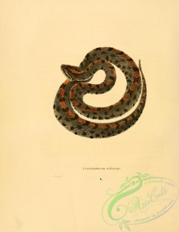 reptiles_and_amphibias-02002 - crotalophorus miliarius