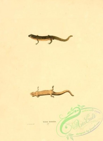 reptiles_and_amphibias-02109 - triton dorsalis