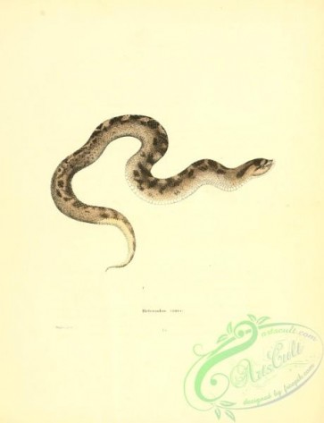 reptiles_and_amphibias-02194 - heterodon