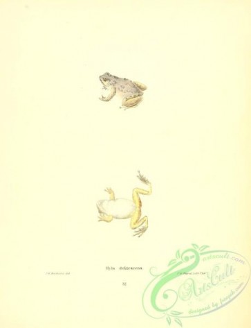 reptiles_and_amphibias-02195 - hyla delitescens