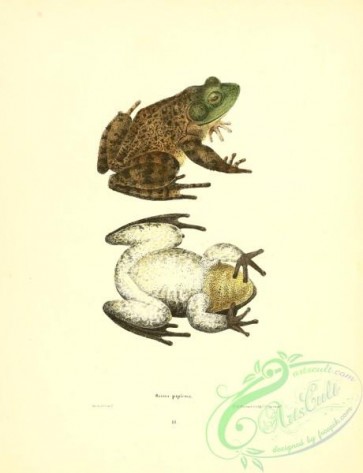 reptiles_and_amphibias-02212 - rana pipiens