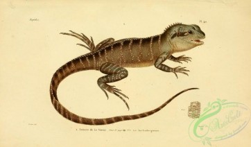 reptiles_and_amphibias-02277 - istiure de le sueur