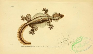 reptiles_and_amphibias-02292 - platydactyle homalocephale