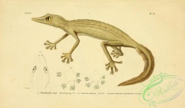 reptiles_and_amphibias-02295 - ptyodactyle raye