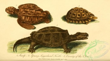 reptiles_and_amphibias-02439 - Snap, Loggerhead Turtle, Clore