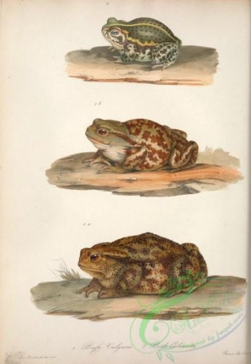 reptiles_and_amphibias-02457 - bufo vulgaris, bufo calamita
