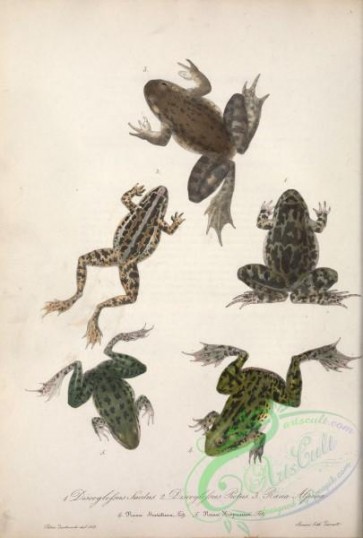 reptiles_and_amphibias-02470 - discoglossus sardus, discoglossus pictus, rana alpina, rana maritima, rana hispanica