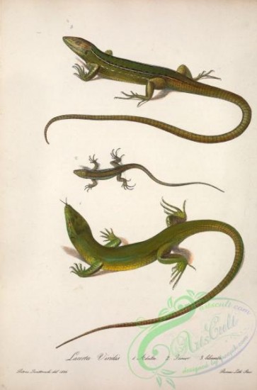 reptiles_and_amphibias-02477 - lacerta viridis