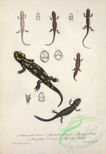 reptiles_and_amphibias-02494 - salamandra corsica, megapterna montana, glossoliga poireti, bradybates ventricosus, pleurodeles waltli