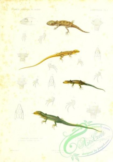 reptiles_and_amphibias-02648 - stenodactylus mauritanicus, eremias pardalis, lacerta perspicillata