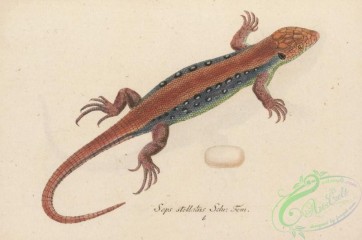 reptiles_and_amphibias-02655 - seps stellatus, 2