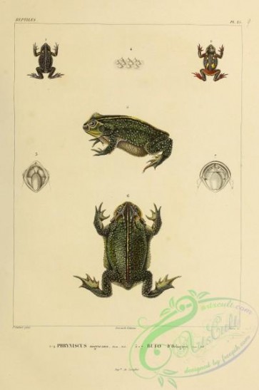 reptiles_and_amphibias-02667 - phryniscus nigricans, bufo d'orbignyi