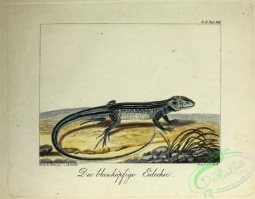 reptiles_and_amphibias-02719 - Lizard, 2