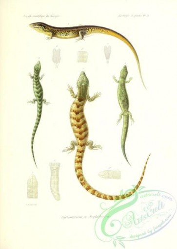 reptiles_and_amphibias-02750 - 013-Cyclosauriens, Amphisbeniens