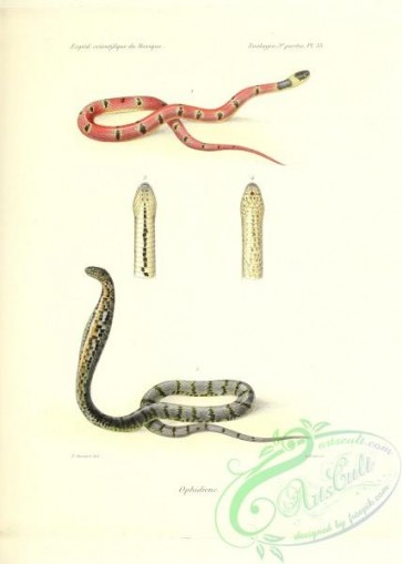reptiles_and_amphibias-02756 - 019-Ophidiens