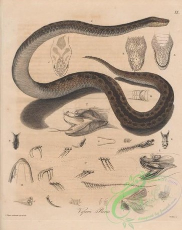reptiles_and_amphibias-02781 - vipera berus