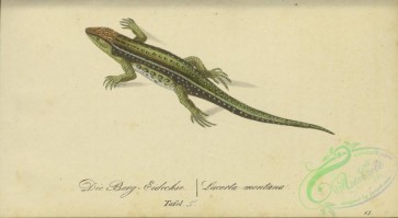 reptiles_and_amphibias-02861 - 005-lacerta montana