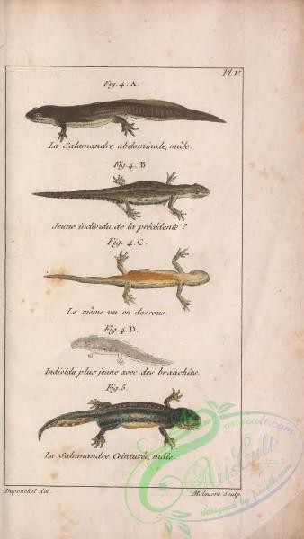 reptiles_and_amphibias-02883 - Salamander, 003