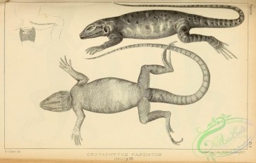 reptiles_and_amphibias_bw-00182 - 005-crotaphytus fasciatus